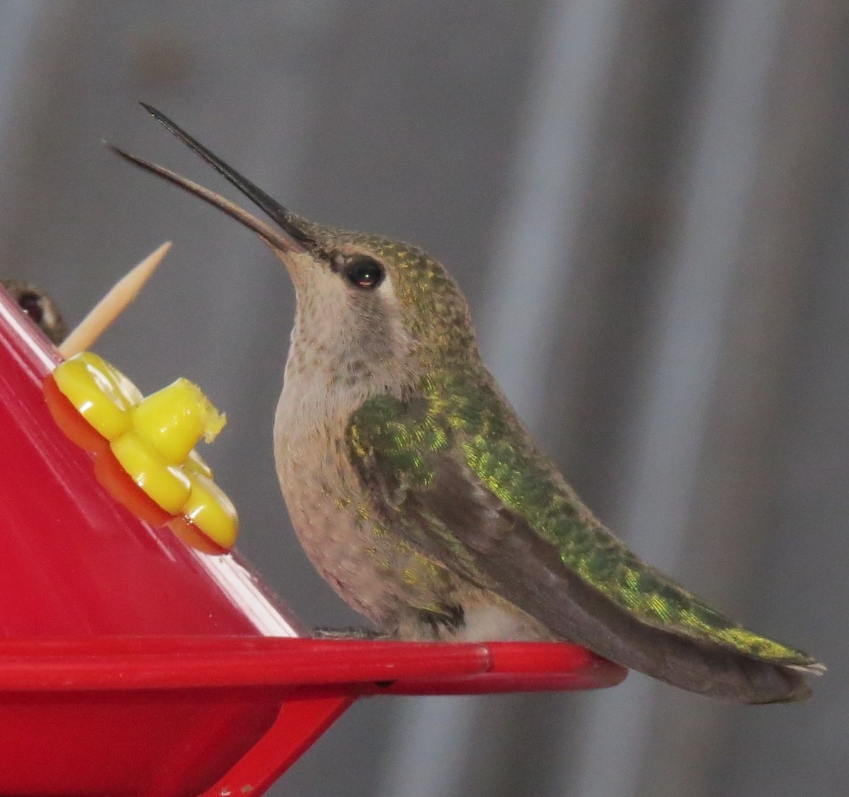 hummingbird sp. - ML109938041