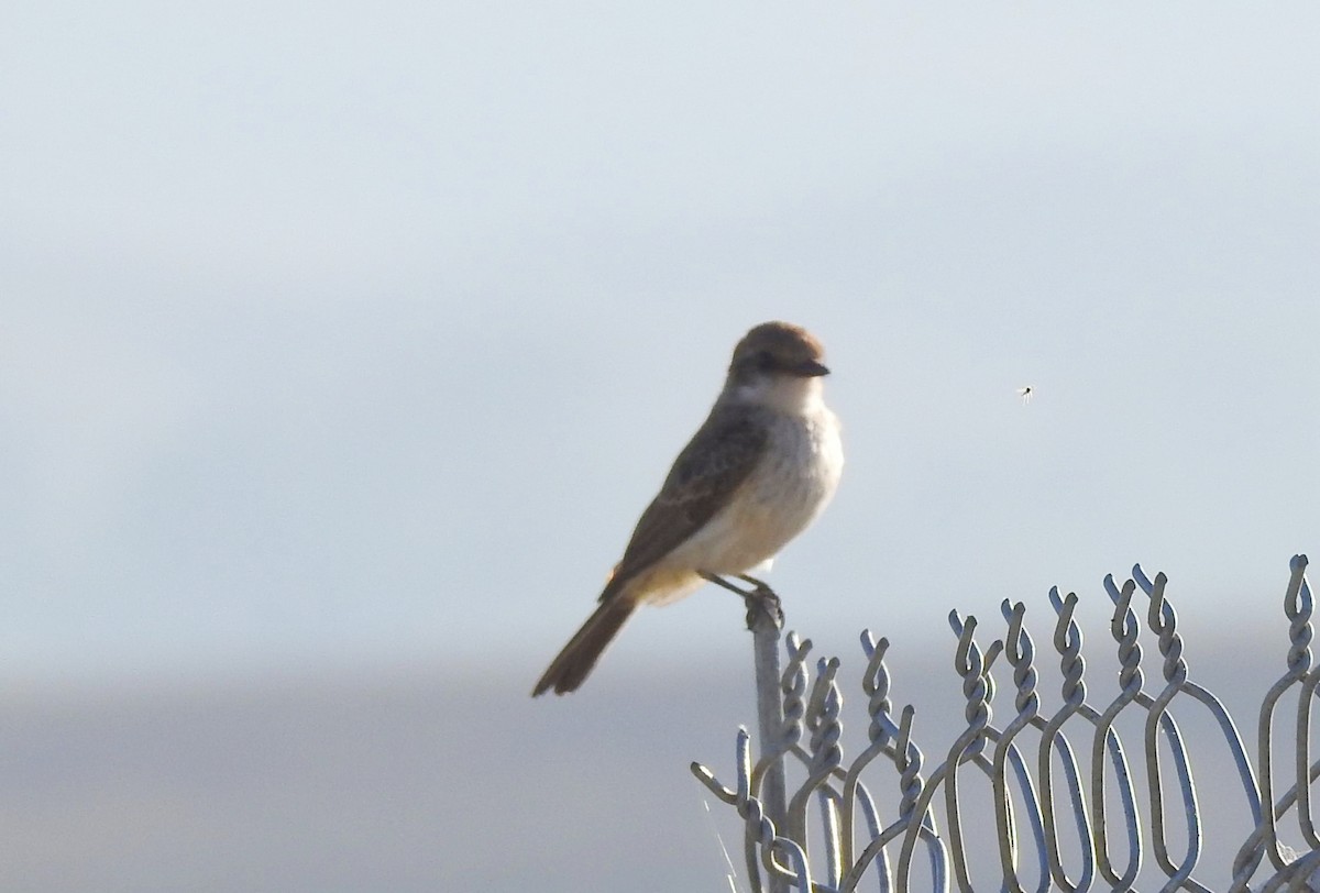 Vermilion Flycatcher - ML109939611