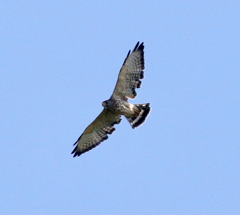Broad-winged Hawk - ML109941081