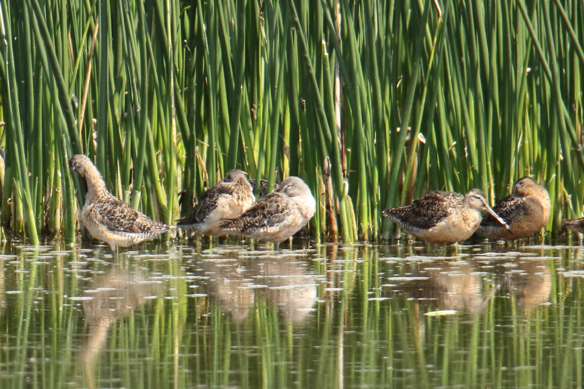 Long-billed Dowitcher - gord smith