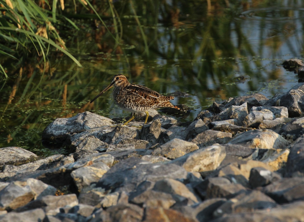 Wilson's Snipe - ML109943231