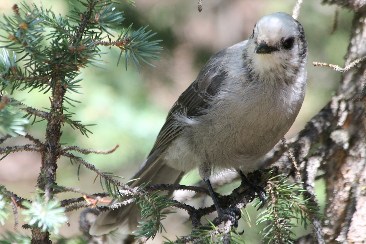 Canada Jay - ML109943241