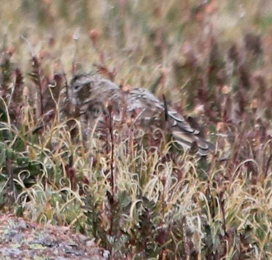 Horned Lark - ML109943371