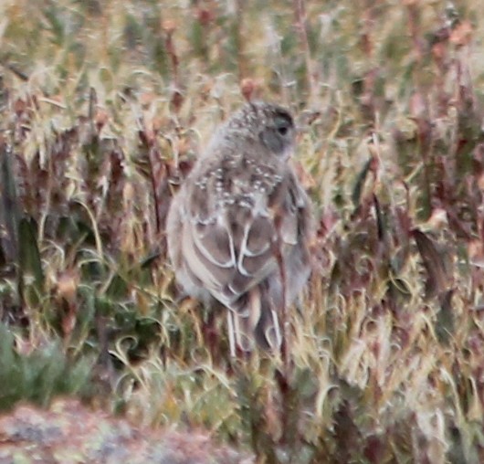 Horned Lark - ML109943381