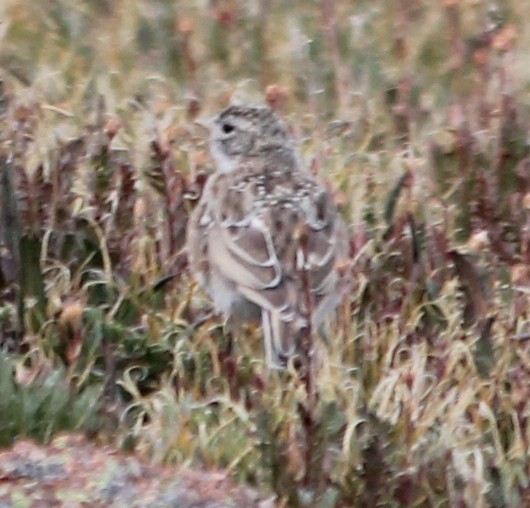 Horned Lark - ML109943391