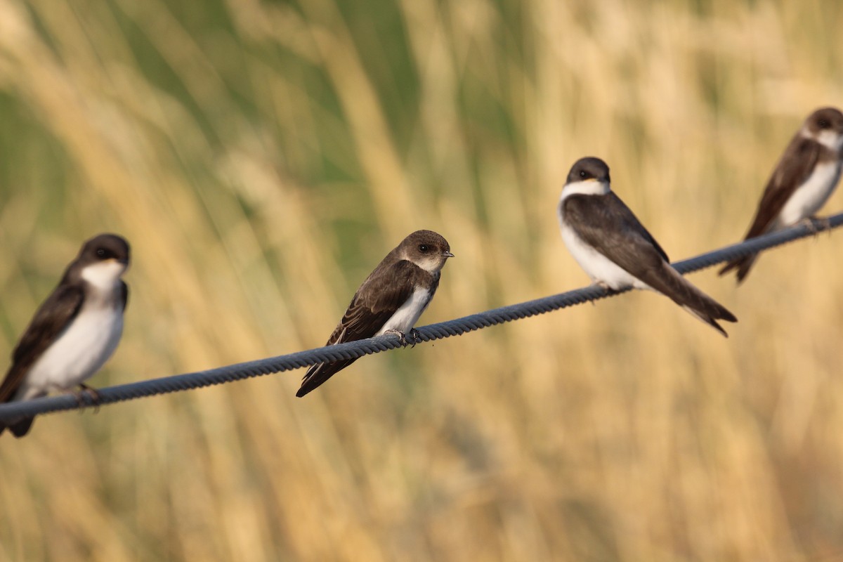 Bank Swallow - Chuck Gates