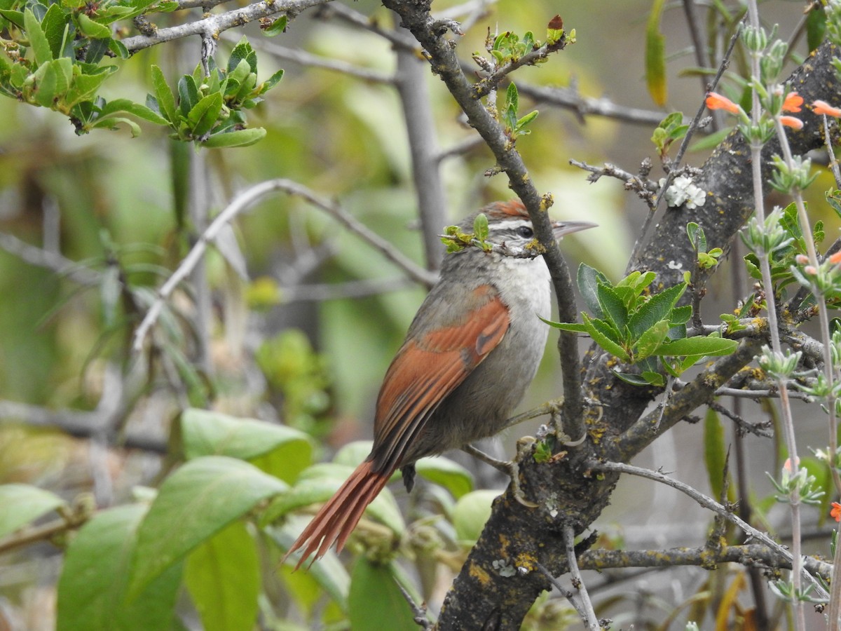 Line-cheeked Spinetail (Baron's) - ML109945071