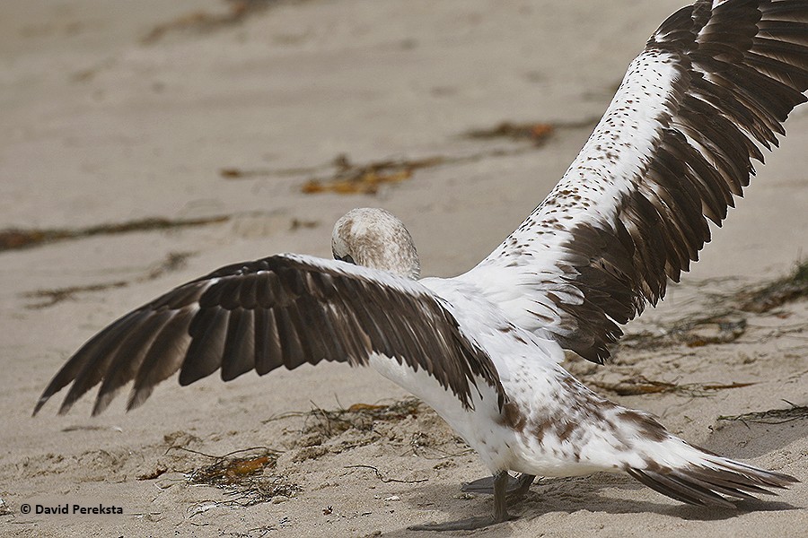 Nazca Booby - David Pereksta