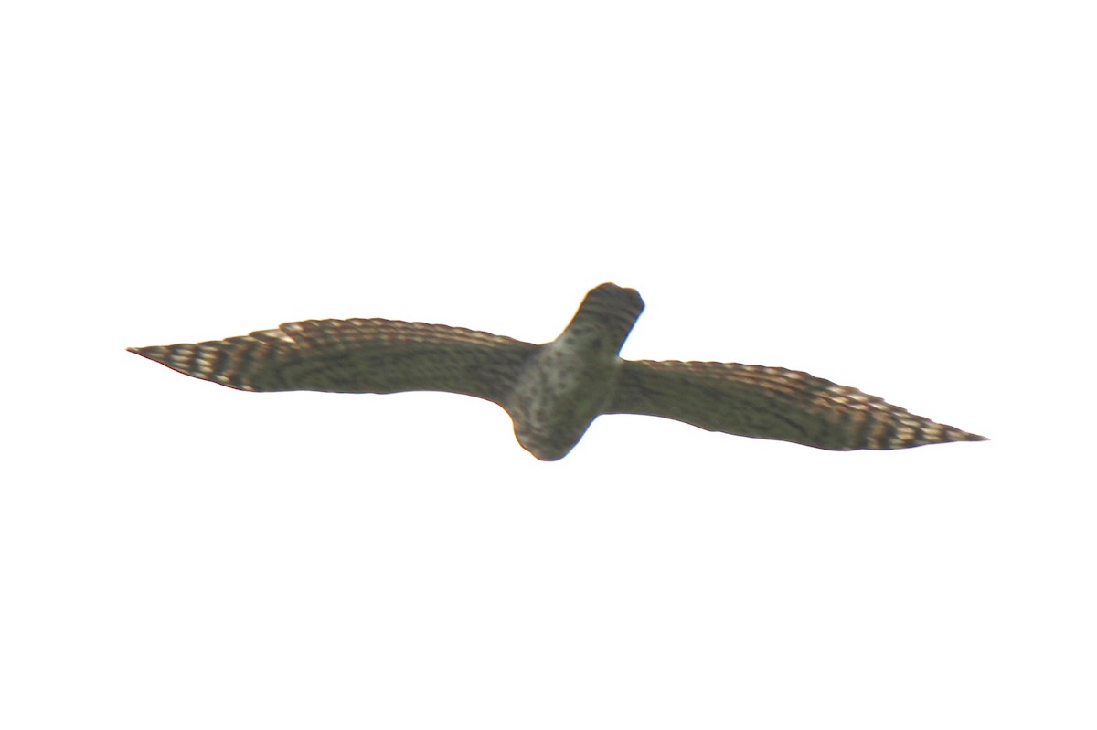 American Goshawk - ML109946361