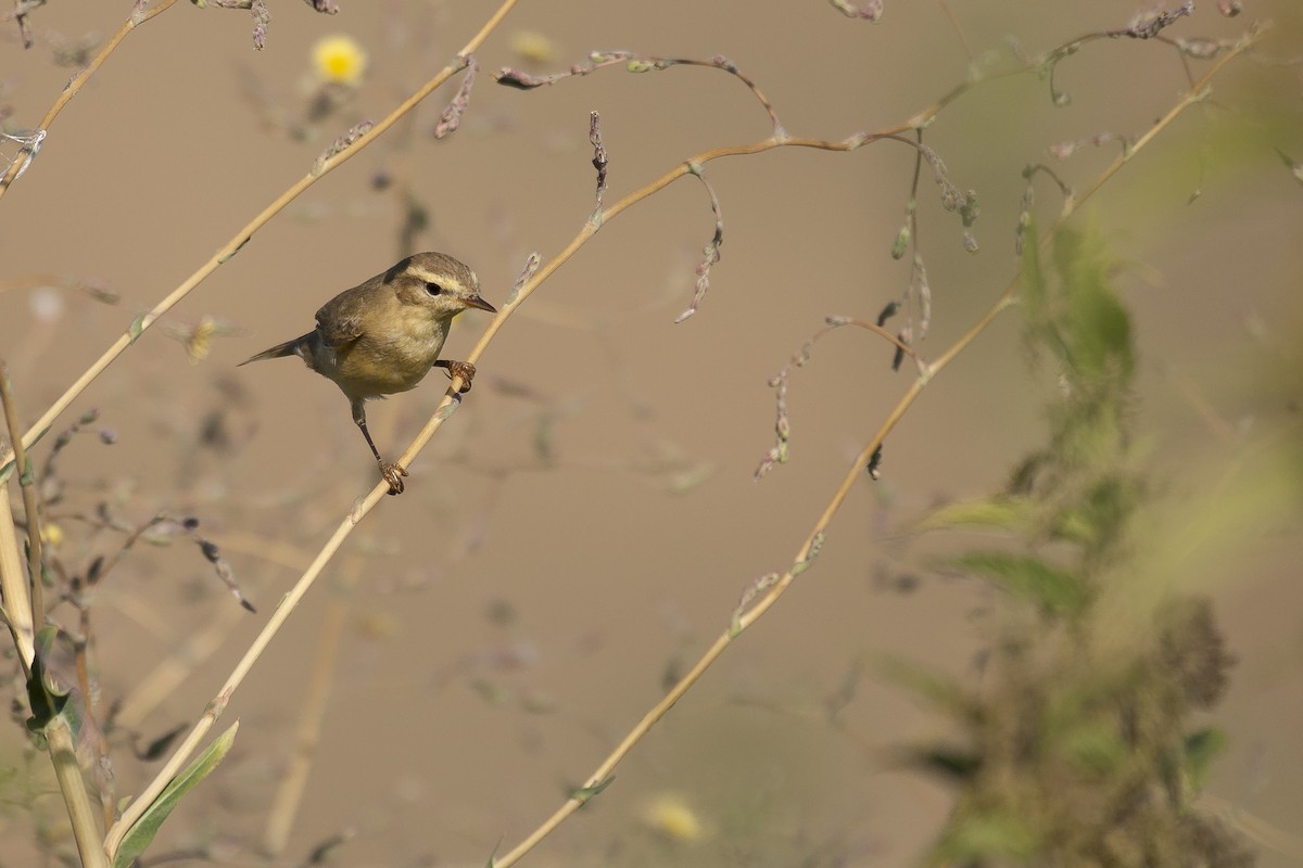 Willow Warbler - Etienne Artigau🦩