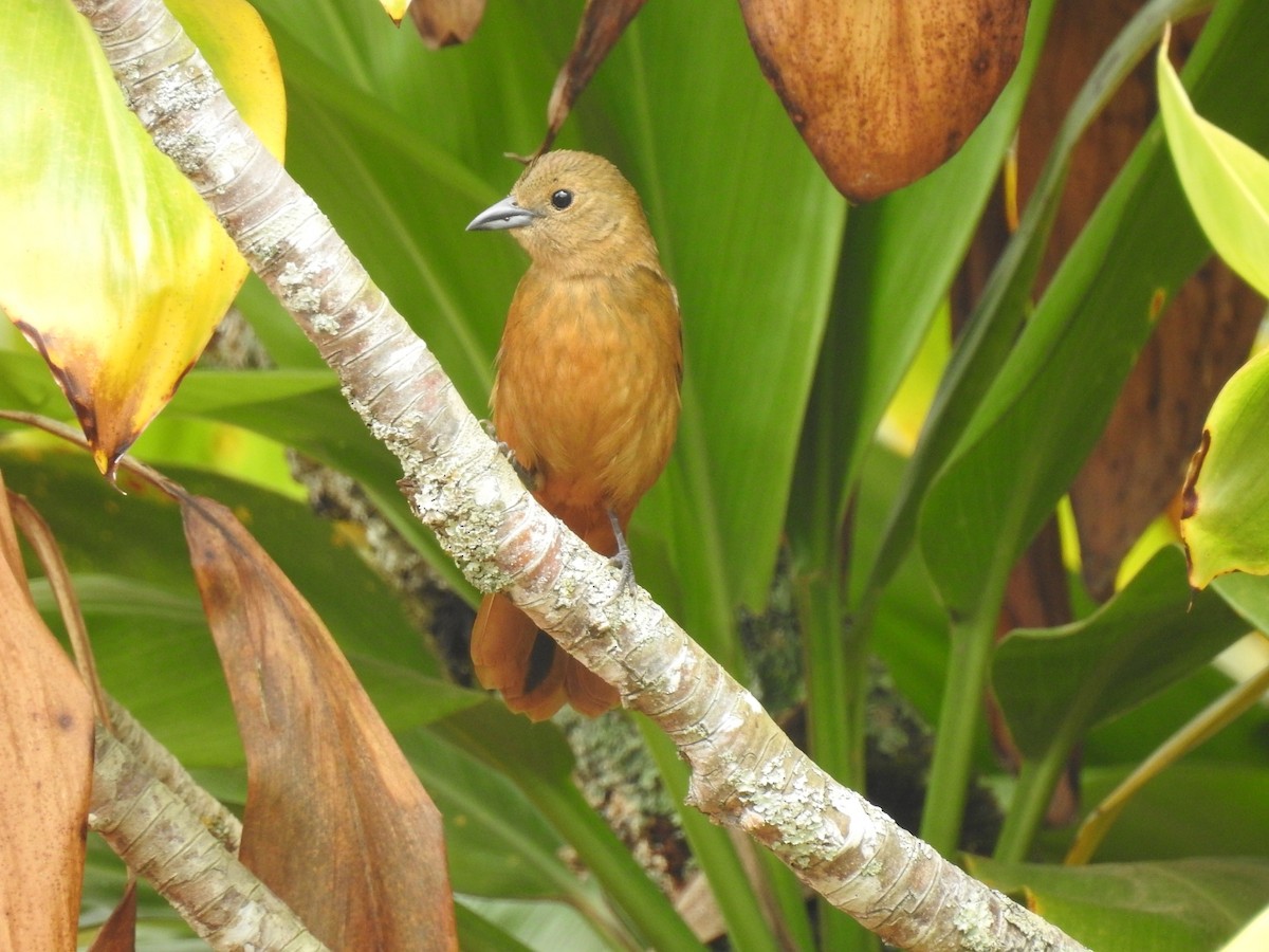 Ruby-crowned Tanager - Spencer Follett