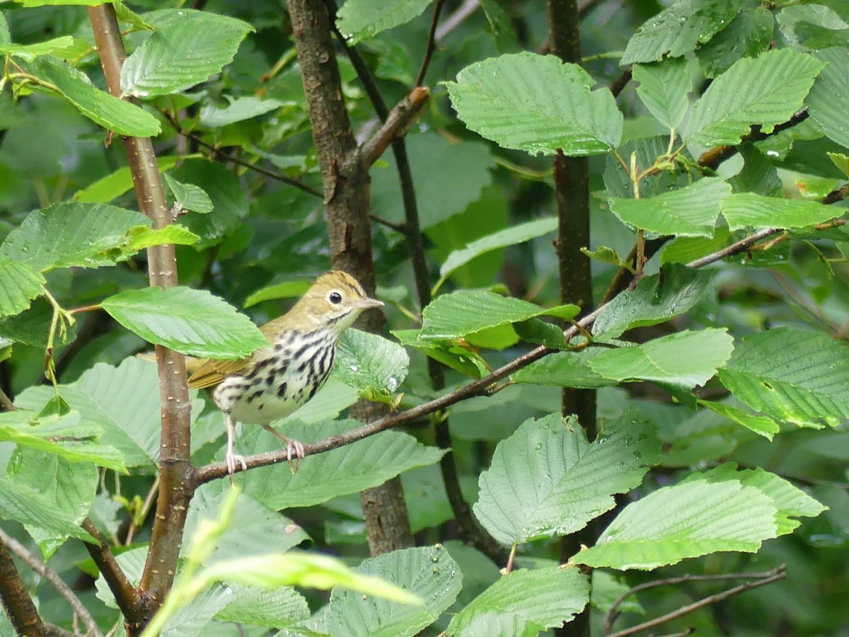 Ovenbird - ML109951251