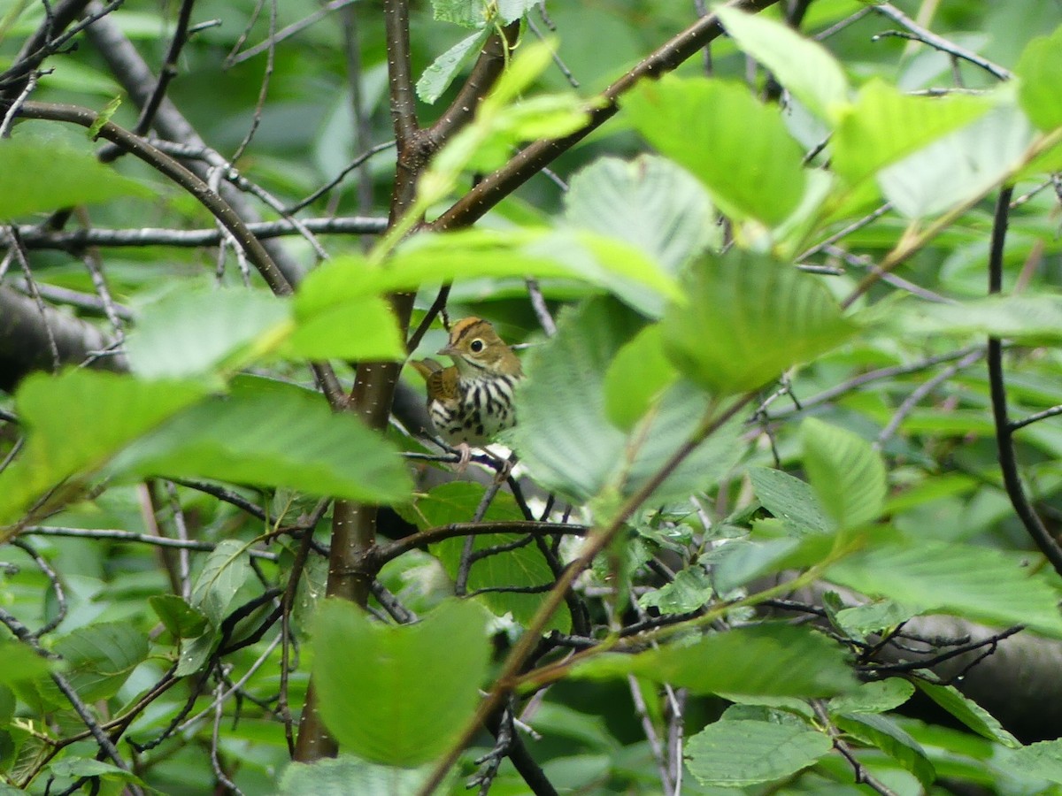 Ovenbird - ML109951261