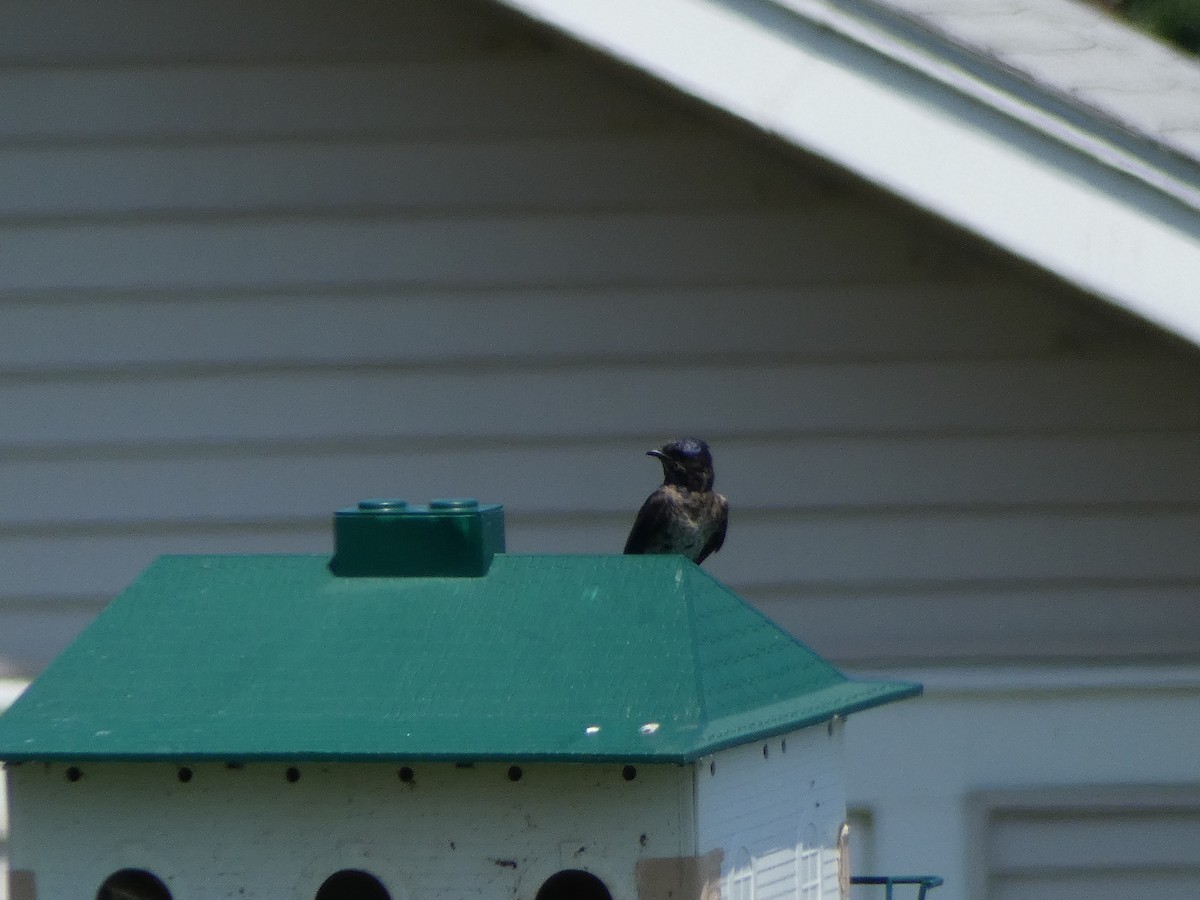 Purple Martin - ML109952221