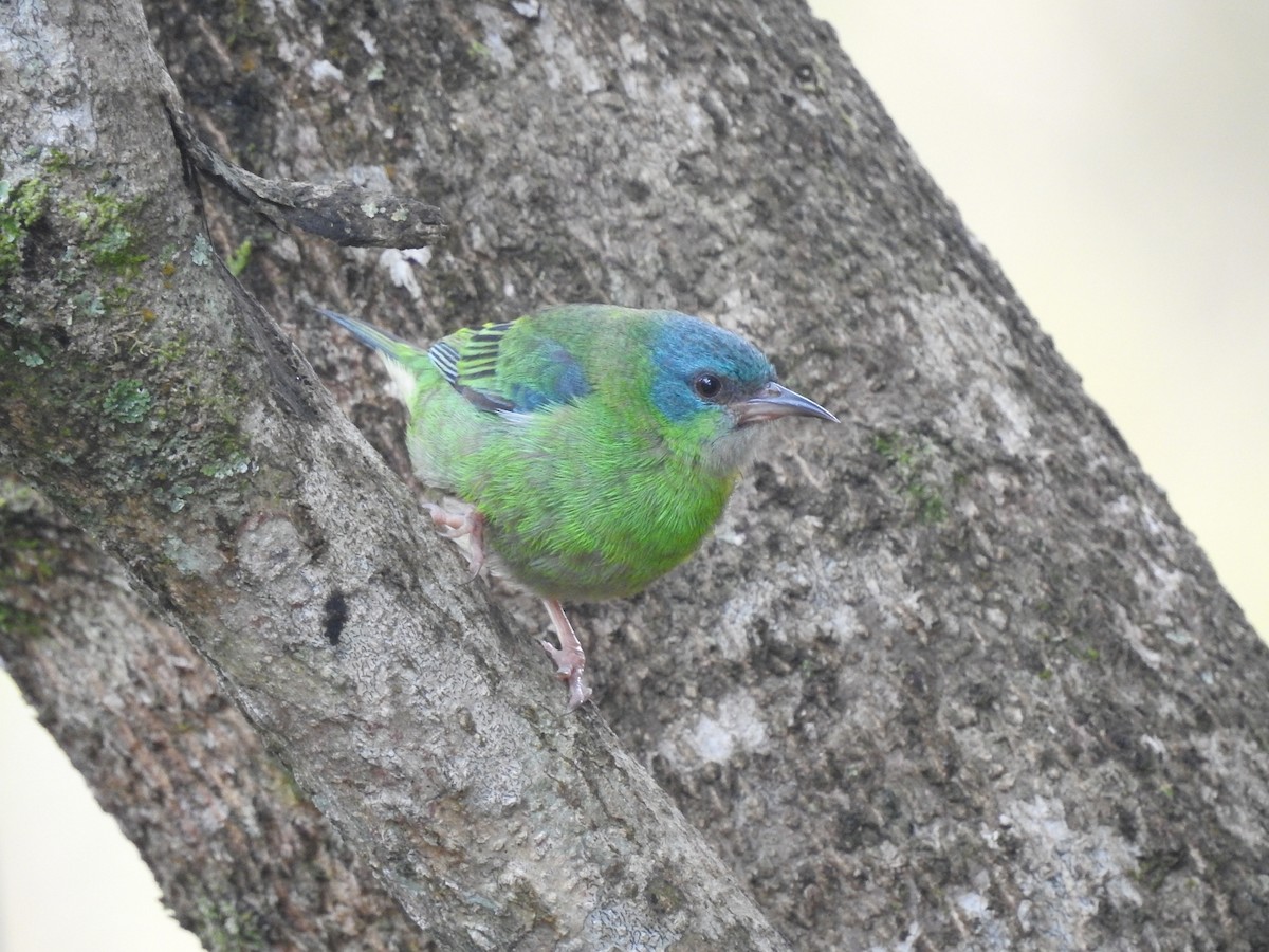 Blue Dacnis - Spencer Follett