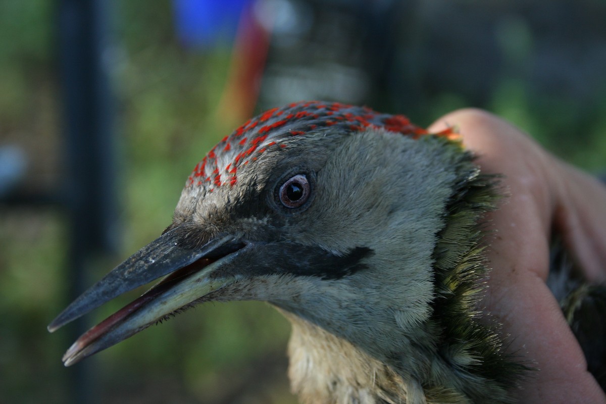 Iberian Green Woodpecker - ML109952291