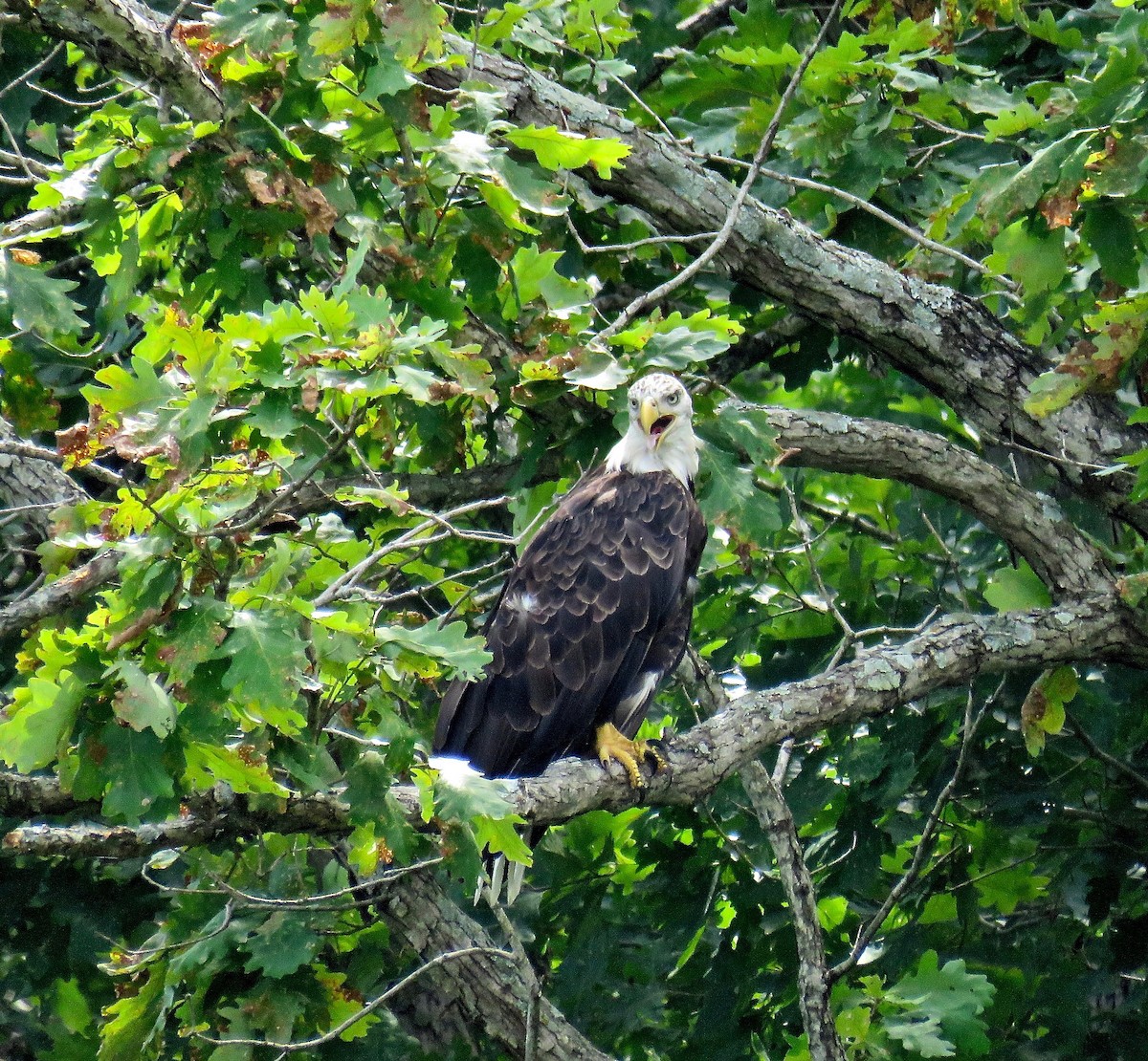 Bald Eagle - Ann Tanner