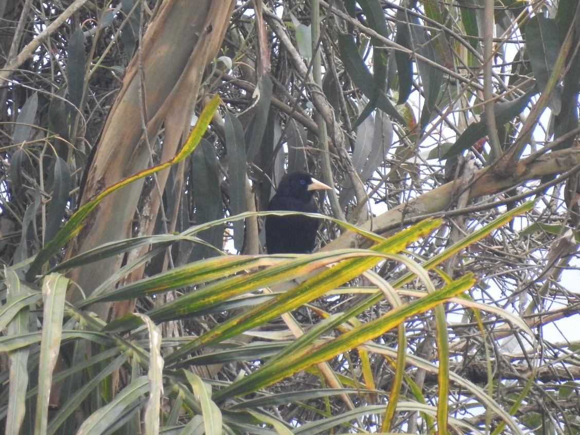 Crested Oropendola - ML109953581