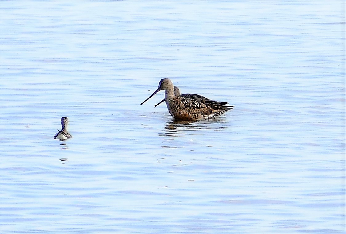 Hudsonian Godwit - Diane Stinson