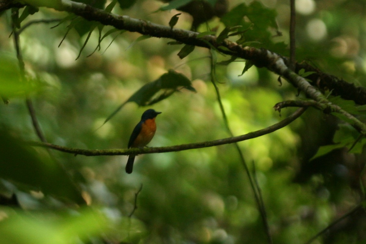 Sunda Blue Flycatcher - Philip Steinhoff