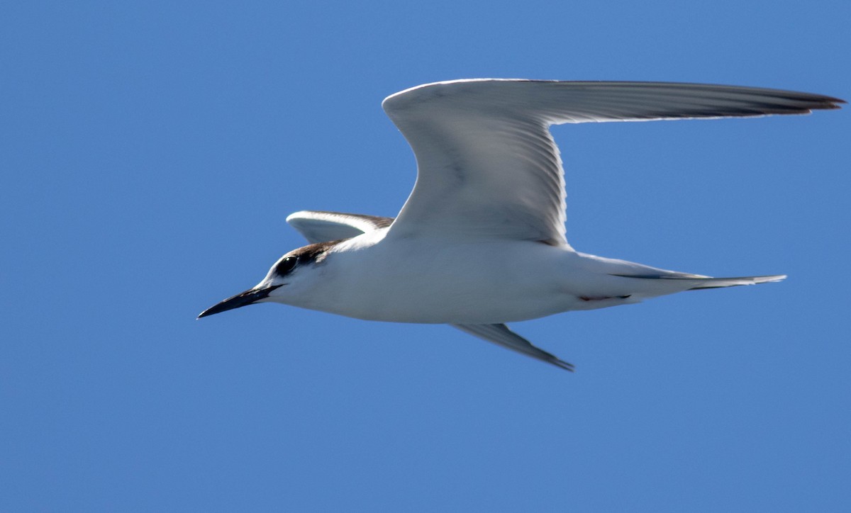 Common Tern - Mel Senac