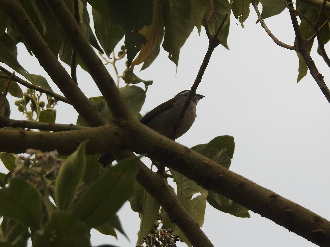 Green-winged Saltator - Spencer Follett