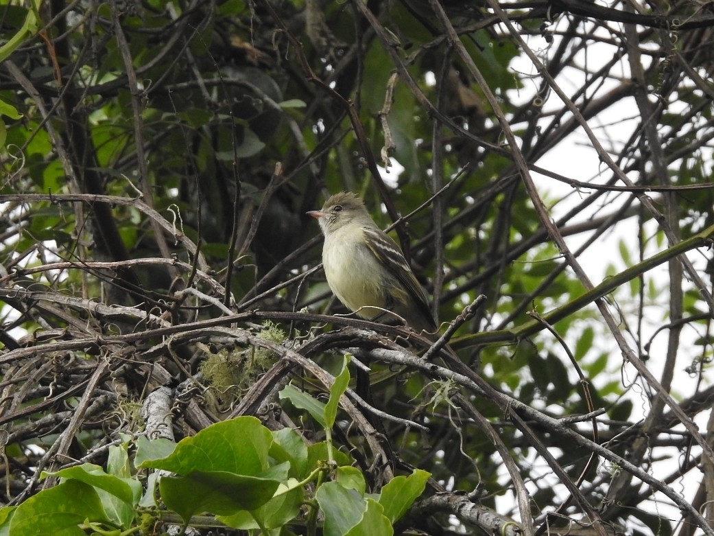 Yellow-bellied Elaenia - ML109956741