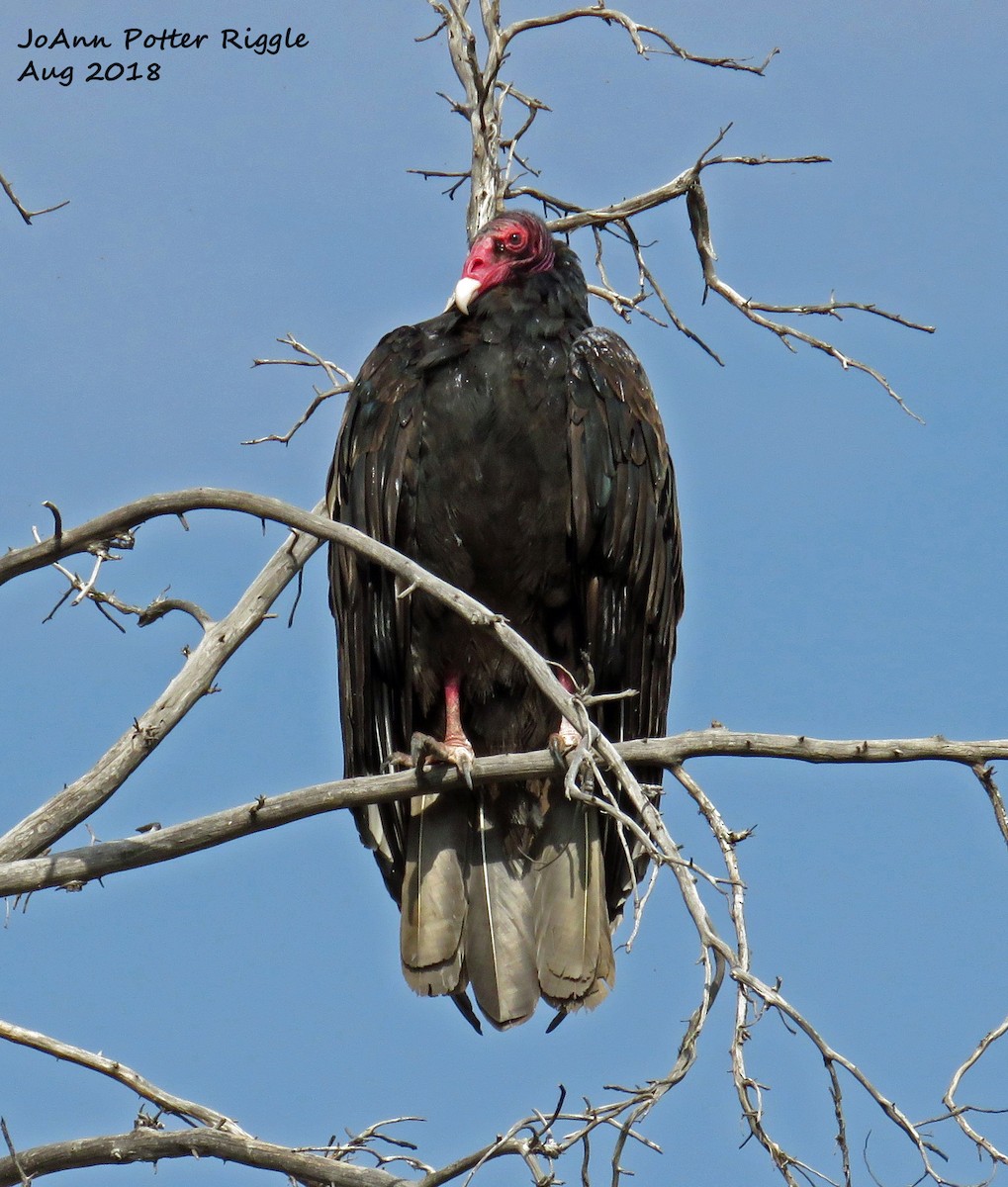 Turkey Vulture - JoAnn Potter Riggle 🦤