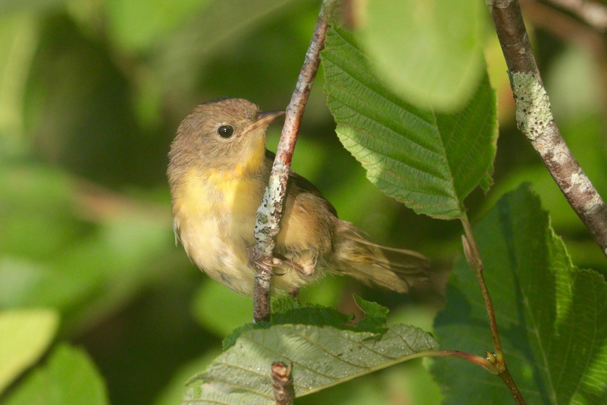 Common Yellowthroat - ML109960991