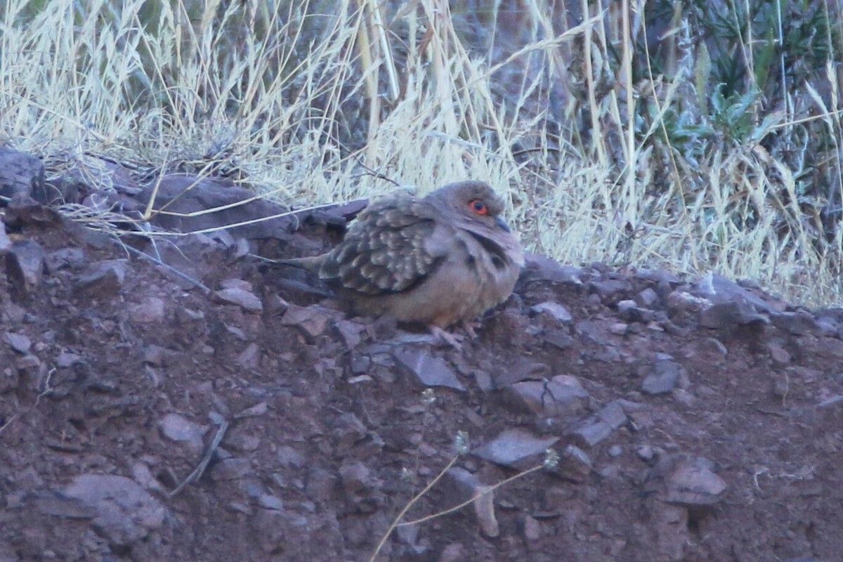 Bare-faced Ground Dove - Ken Oeser