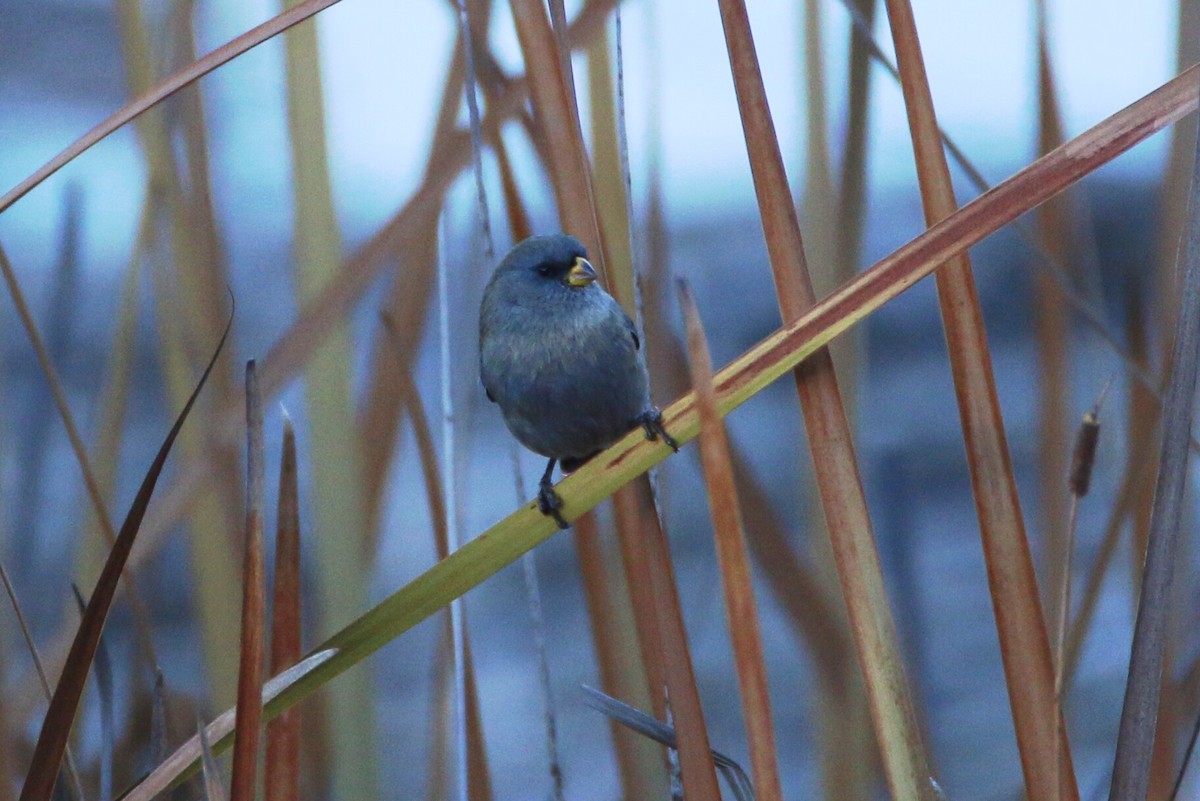 Band-tailed Seedeater - Ken Oeser