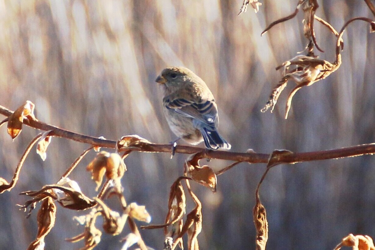 Band-tailed Seedeater - Ken Oeser