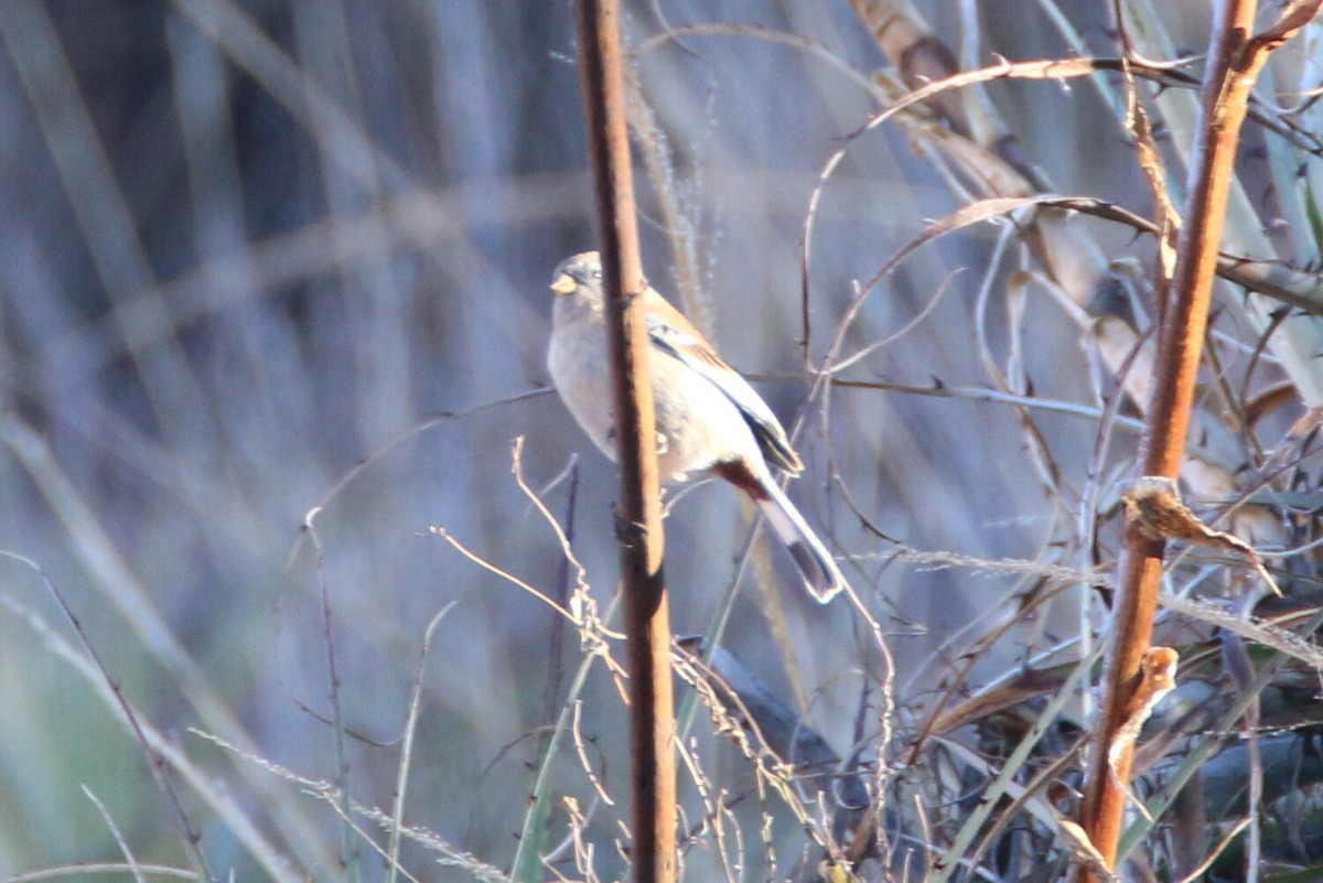 Band-tailed Seedeater - ML109963761