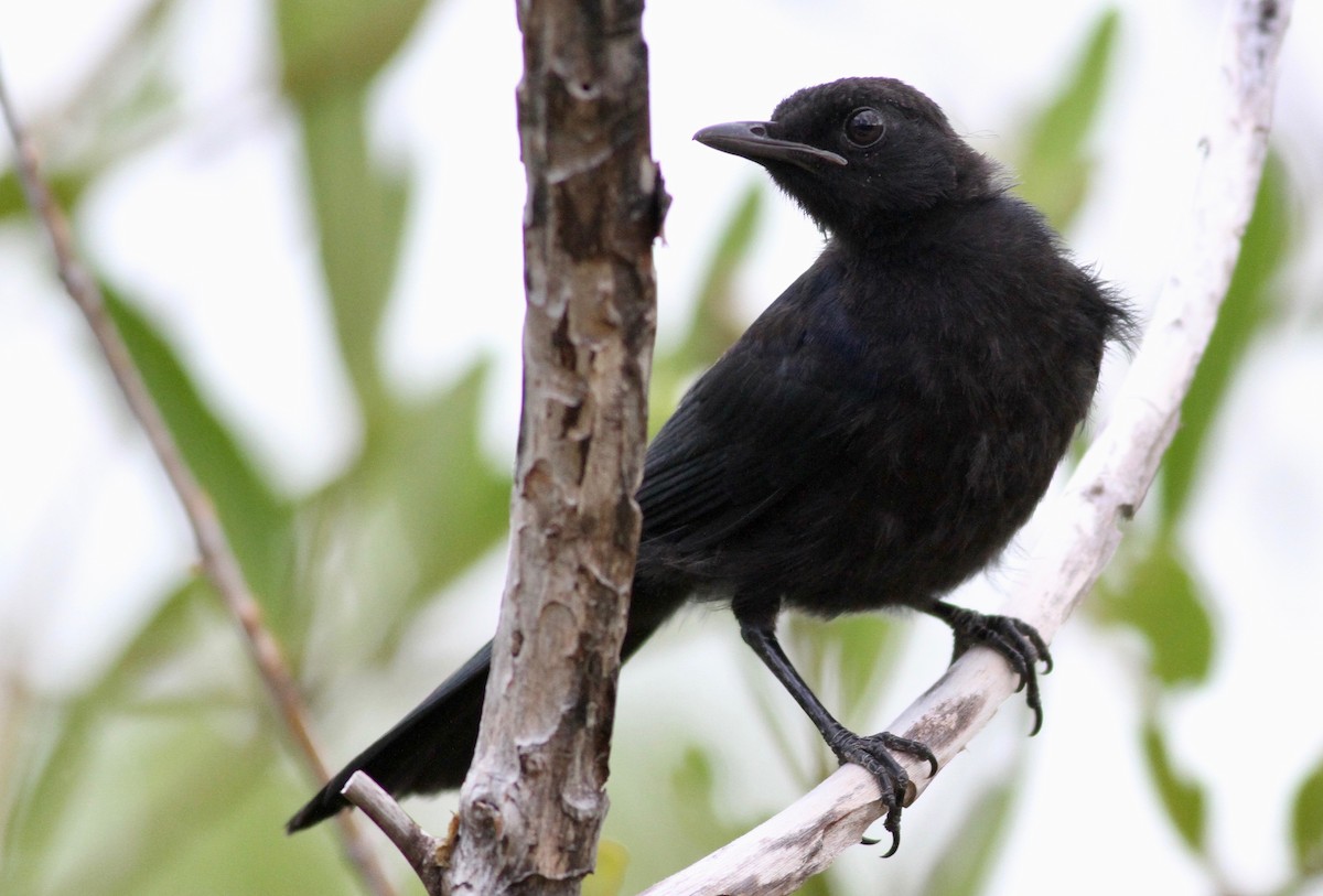 Black Catbird - ML109965461
