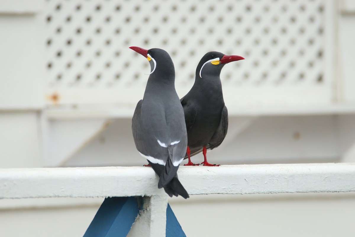 Inca Tern - Ken Oeser