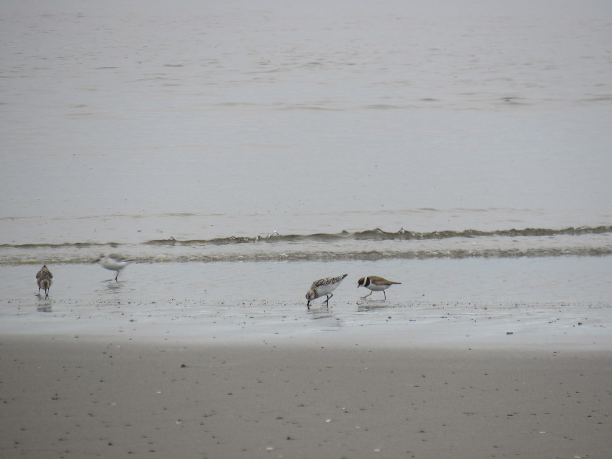 Semipalmated Plover - ML109971291