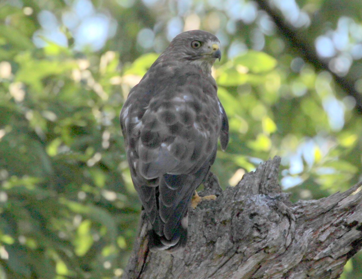 Broad-winged Hawk - sam hough