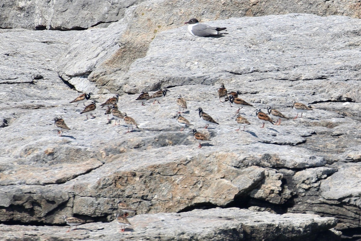 Ruddy Turnstone - ML109971711