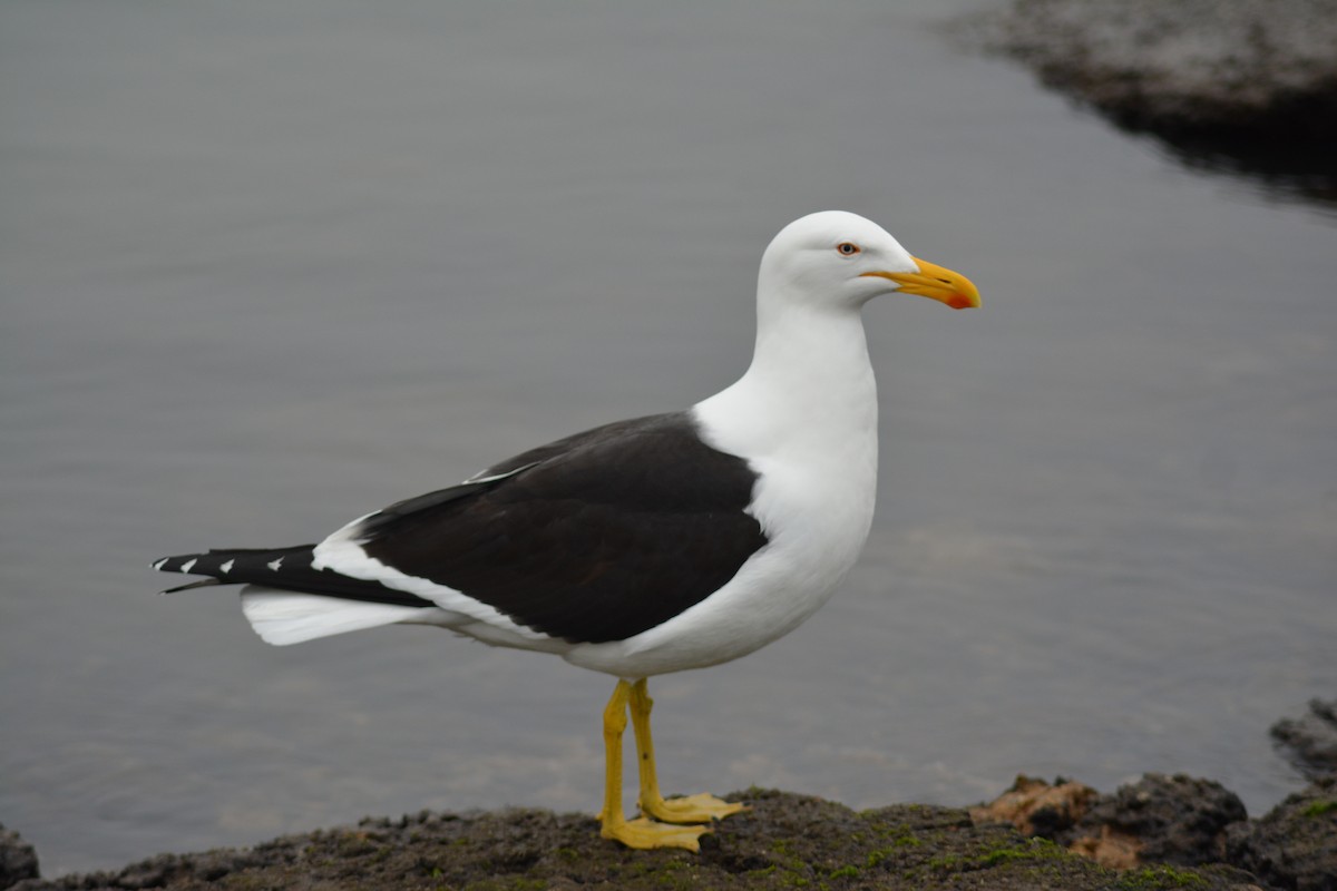 Kelp Gull - Natalia Villar