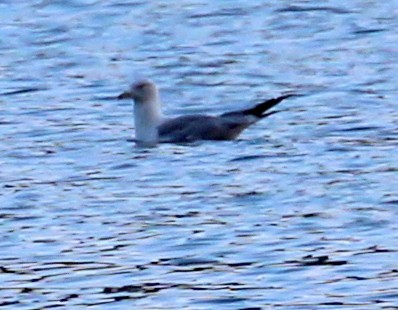 Herring Gull - ML109972611