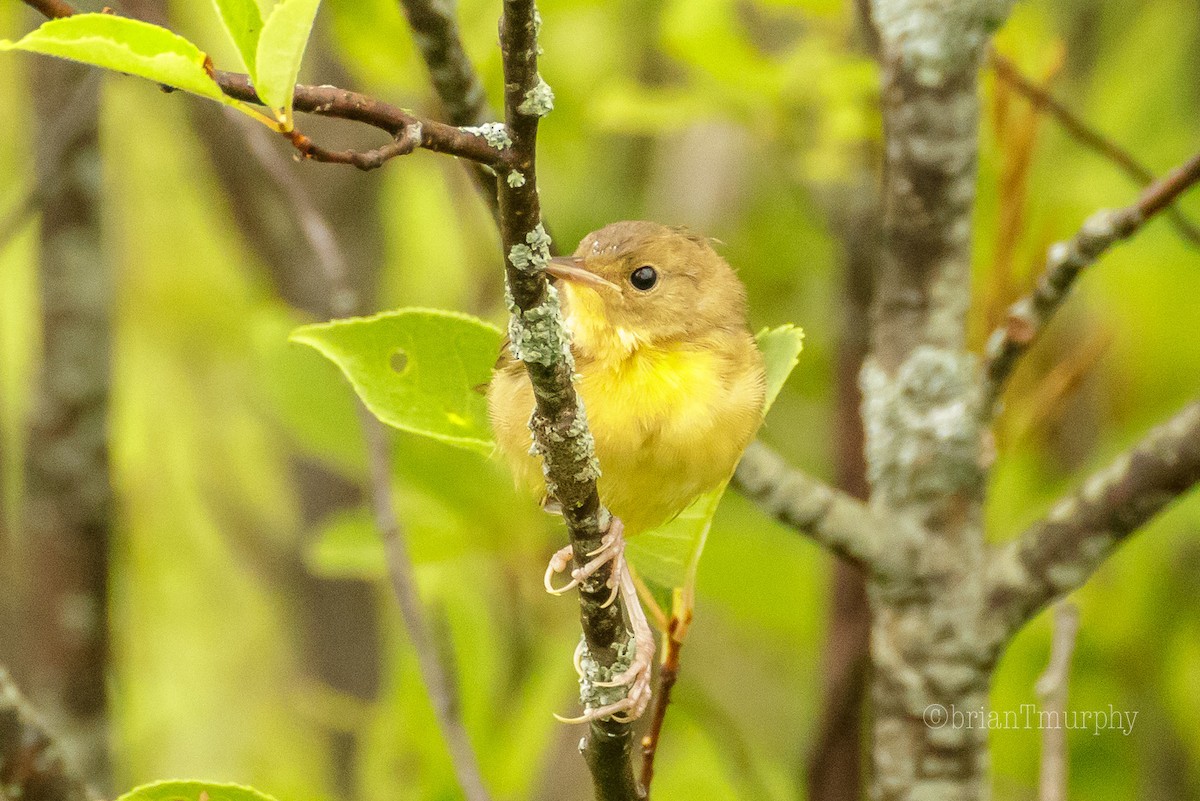 Common Yellowthroat - ML109973241