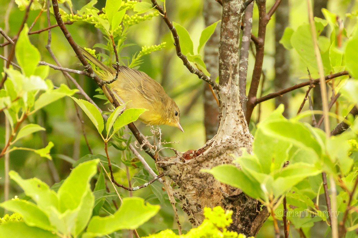 Common Yellowthroat - ML109973261