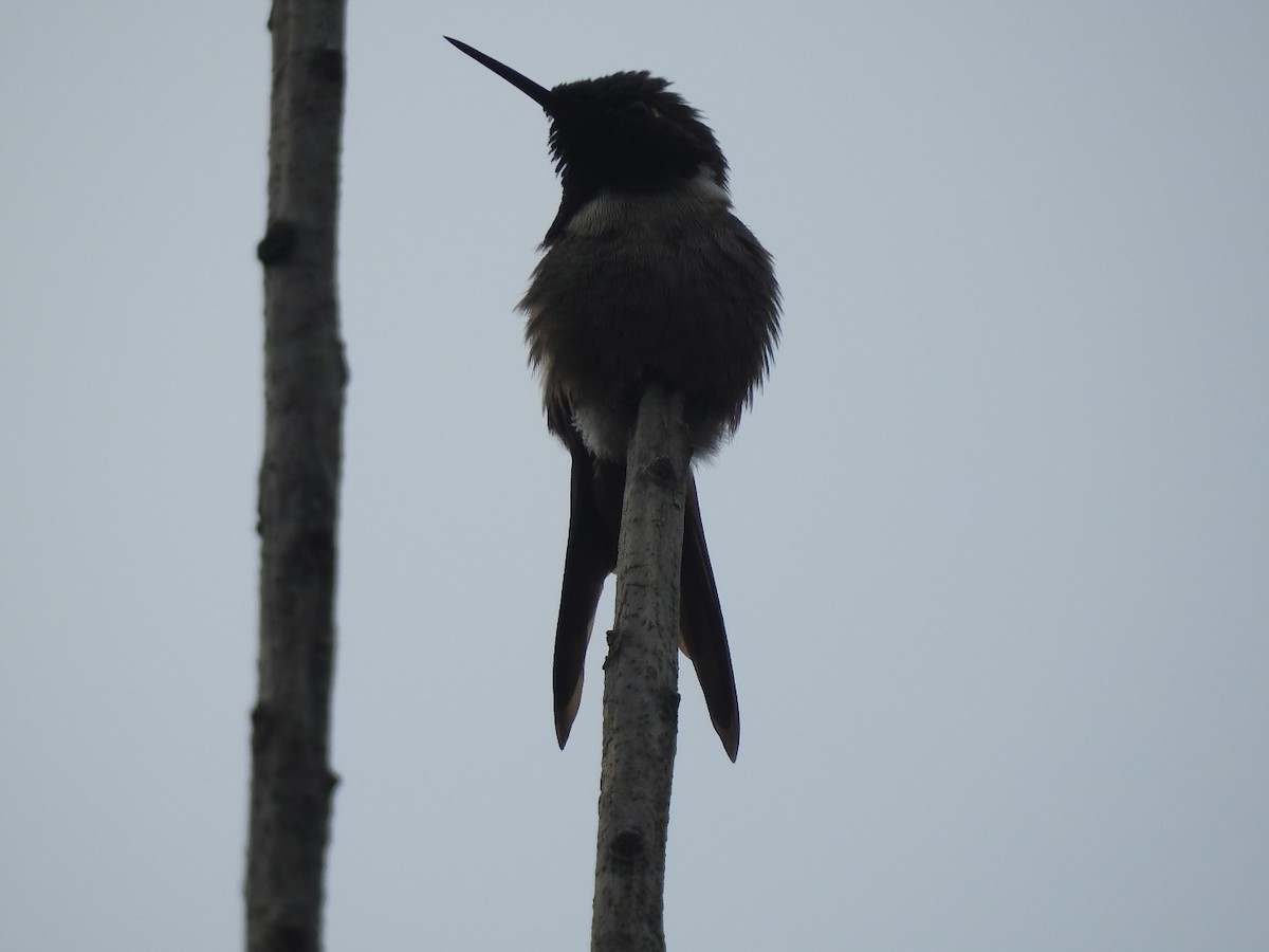 Colibrí Amatista - ML109973441