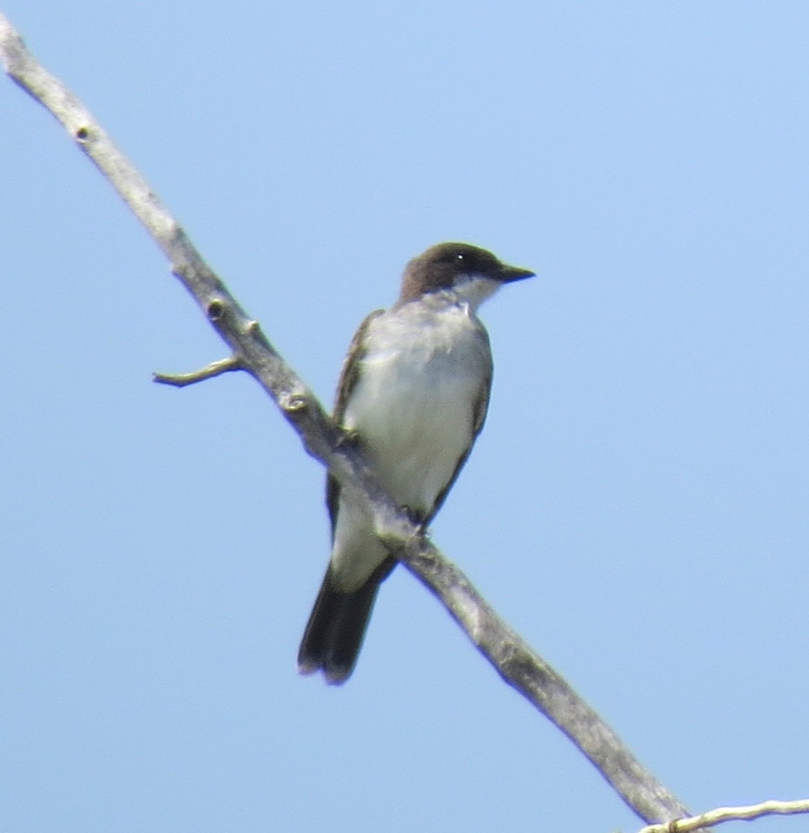 Eastern Kingbird - ML109974301