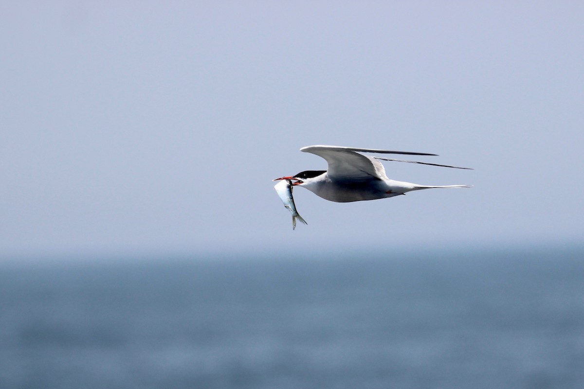 Common Tern - ML109974521