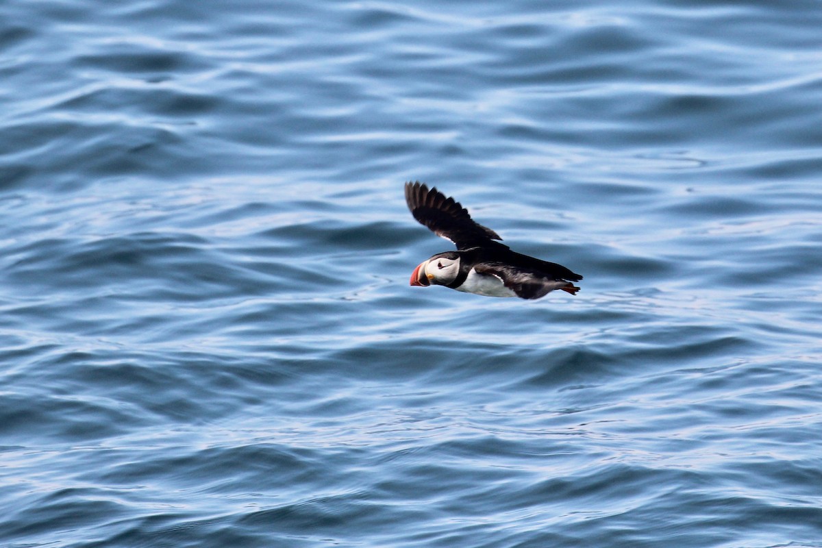 Atlantic Puffin - ML109974821