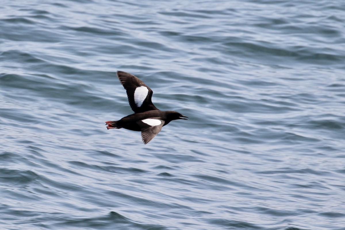 Black Guillemot - ML109974871