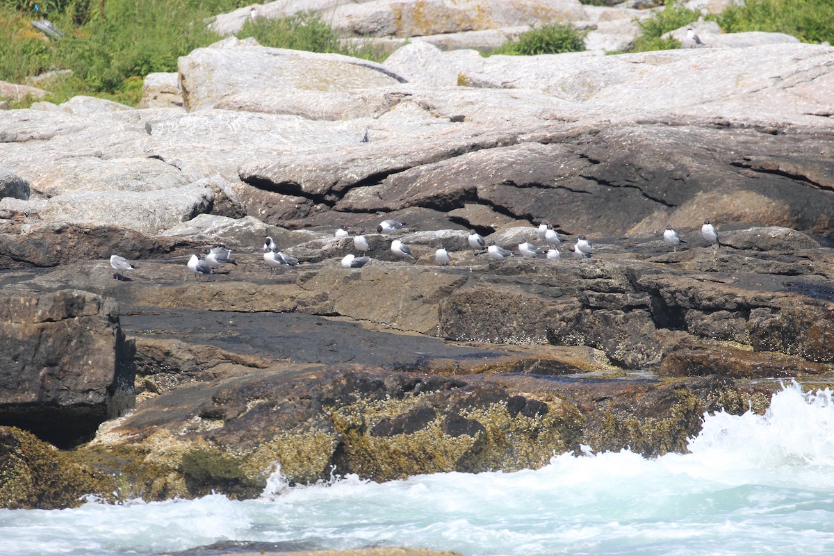 Laughing Gull - ML109974971