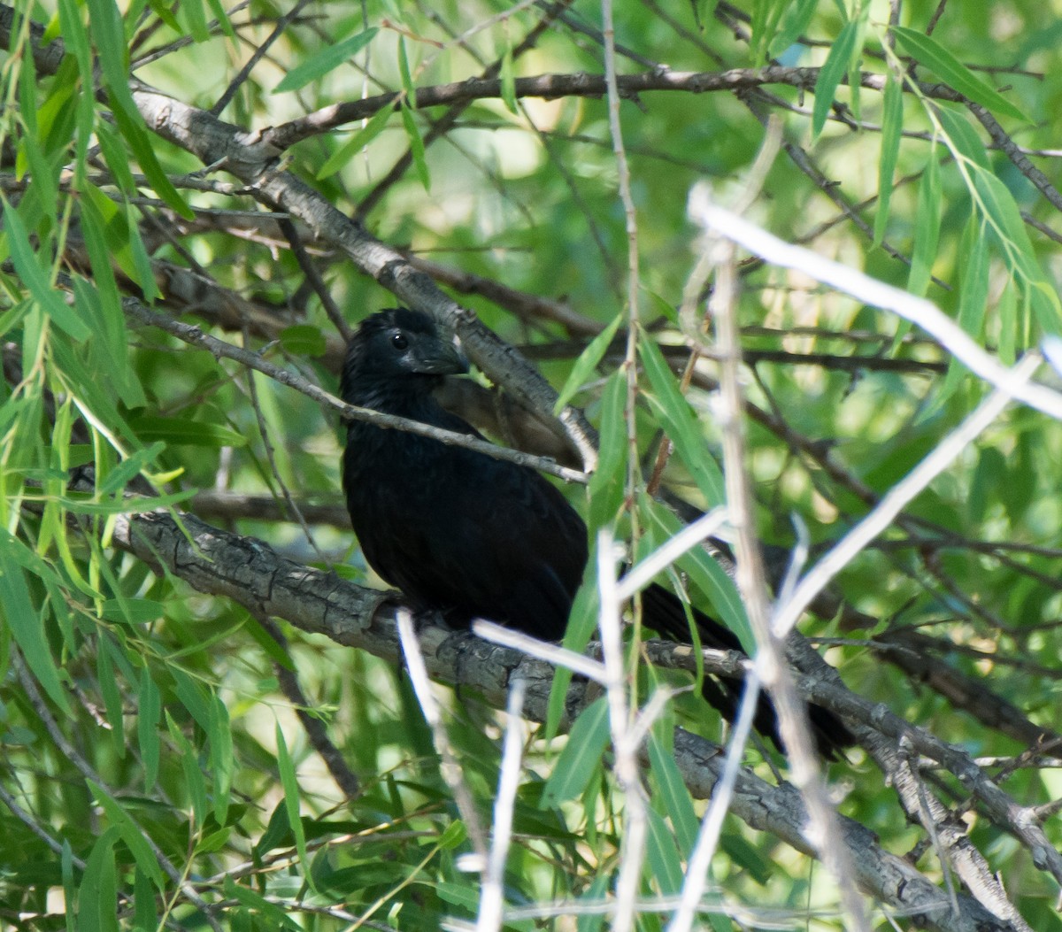 Groove-billed Ani - ML109979561