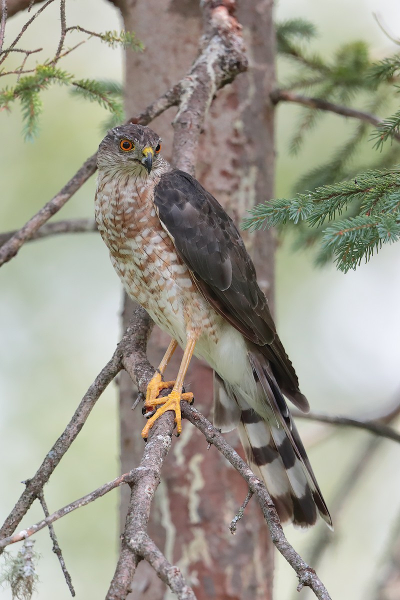 Sharp-shinned Hawk - ML109979631